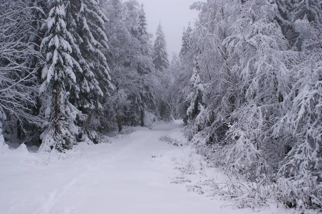 A snowy forest road between spruce trees heavy with fresh snow.